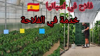 فلاح في اسبانيا 🇪🇦 هكفاش تخدمو فلاحة في اسبانيا