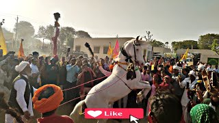 घोड़ी ने जनता के बीच दिखाया धमाकेदार नागिन डांस ||♤||NEW MARWADI HORSE DANCE||NEW SONG SINGAR ROHIT.