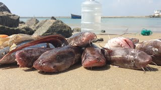 கடற்கரையில் கெளுத்தி மீன் அவியல் சாப்பாடு / Catfish curry recipe | Seafood