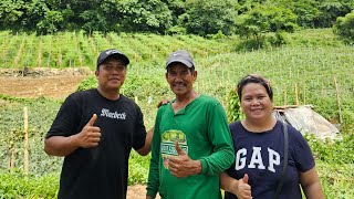 Pagbisita sa malawak na Farm Nag Harvest ng Sayote at repolyo sa farm ni @KapsFarming