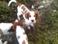 limelane s irish red and white setter puppies d litter 9 weeks old