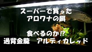 スーパーで買ったアロワナの餌　食べるのか⁉　過背金龍　アルディカレッド　arowana