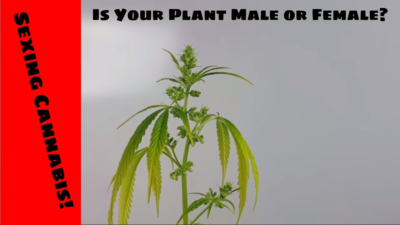 Sexing Cannabis Plants Documentary | How To Tell If Your Plant Is Male ...