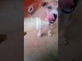 The puppy is very hungry but doesn't know how to suck milk. #dog #puppy #animals