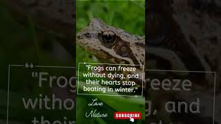 Frogs🐸🌍#Frogs #Amphibians #Wild #shortvideo #viralvideo #wildlife #nature #shorts #short #subscribe