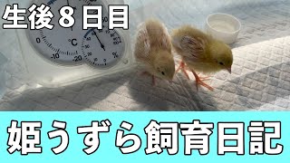 手乗りヒナ！生後８日で羽が白い！姫うずら日記