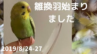 【雛換羽】セキセイインコ ヒナ成長記録  #vlog #セキセイインコ