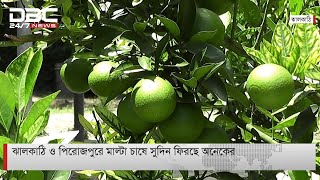 ঝালকাঠি ও পিরোজপুরে মাল্টা চাষে সুদিন