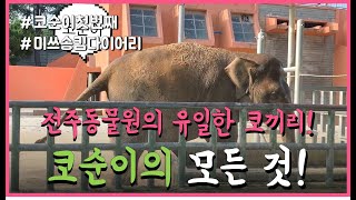 [전생동]이쁜 코끼리 코순이의 모든것 첫번째~