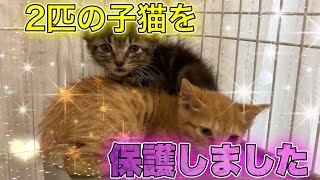 400gと500gの風邪っぴきの子猫達を保護しました。容態が気になります【We rescued kittens】