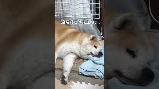 秋田犬はる、35度！！流石にきついっすよ神様 #shorts #ハチ公 #秋田犬 #akita