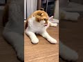 嫌々お手する猫　 shorts