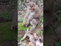 good-monkey🌹🐒Uf2 #monkeys #viral #animals #shortsvideo #monkey #dog #shorts #cat