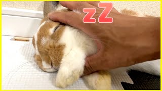 パパの親指が枕になっちゃった赤ちゃんうさぎが可愛すぎた【ロップイヤー】