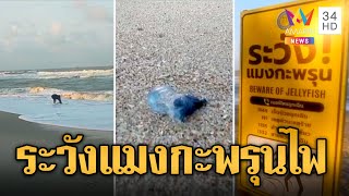 นทท.ผวา! แมงกะพรุนไฟหมวกโปรตุเกสลอยเกลื่อนหาด | ข่าวเที่ยงอมรินทร์ | 28 ก.พ. 67