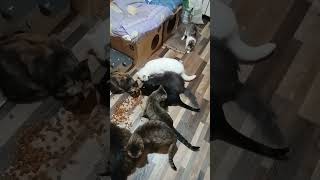 Котики  кушают вкусняшки   #собака #dog #животные #cats #кот #cat #dogs