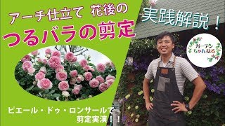 【実践解説】つるバラの花後の剪定 #5