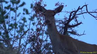 La Biche aboie pour signaler un danger