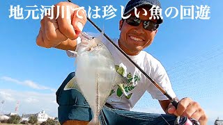 メッキライトゲーム  珍しく回遊して来た魚もトップで仕留める