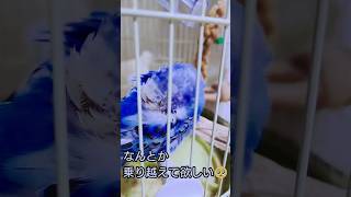 老鳥の換羽期がかなりツラそう　#shorts　#老鳥　#セキセイインコ　#換羽期