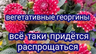 Вегетативные георгины. Снова неудача...Больше у меня их не будет.