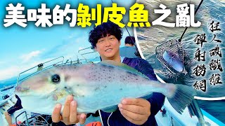 海釣美味的剝皮魚他原來是一種河豚? 為什麼一換小幫手就中魚啦! #caucagiaitri #MancingIkan #つり #大統娛樂船