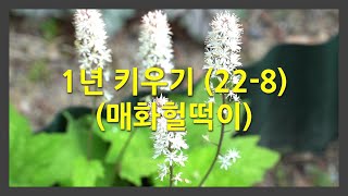 1년 키우기 22-8 (매화헐떡이)  This is how the Foam flower change over the course of a year.