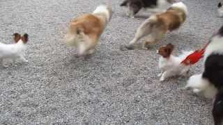 コリー犬・夢と子犬たち　2013.8.3