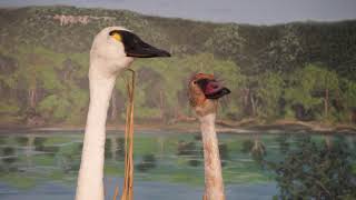 Adventures in Eagle Territory: Tundra Swans