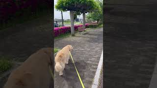 新緑の季節はいいなあ#ゴールデンレトリバー #犬 #散歩 #新緑