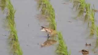 ikarabi野鳥動画　red-necked stint トウネン夏羽