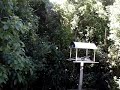 two kaka using feeding mechanism at zealandia karori