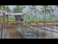 Heavy rain and lightning ⁉️In rural Indonesian chili gardens || Indobacktonature