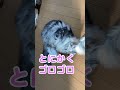 ヒートが来ているメインクーンのメス猫 ／ゴロにゃん shorts