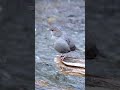 American Dipper grooming in a stream