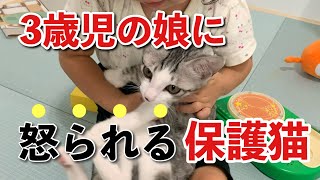 いつも仲良しな保護猫と娘が、おもちゃ遊びで危うく大喧嘩のとこでした『エアはるHOUSE』