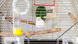 ケージの模様替えをする休日【文鳥】【Java sparrow】