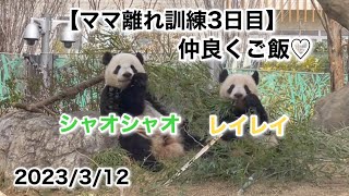 【仲良くご飯🐼シャオレイ】ママ離れ訓練3日目午前中の様子〜2023/3/12(日)上野動物園〜