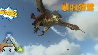 方舟生存進化ark手機版#39 馴服獅鷲