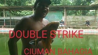 HUJAN IKANNYA MALAH MAKIN MENGGILA #mancing #fishing #angler #kolam #ikan #video #strike #fyp