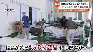 日本酒王国・福島の酒造りにも夏の猛暑の影響が…求められる技とは (2023年11月7日)