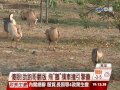 【中視新聞】 動物界