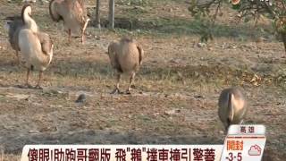 【中視新聞】 動物界\