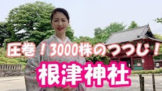 【根津神社】感動！3000株のつつじ！東京十社めぐり「根津神社」と釜揚げうどんの名店「釜竹」