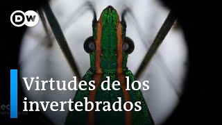 Eco Latinoamérica: insectos y camarones