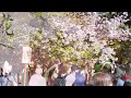 造幣局　桜の通り抜け　夜桜　一般公開 【a famous lit up cherry blossom spots