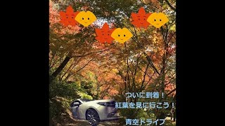 紅葉ドライブ⑥　環境芸術の森へgo🚗　#青空ドライブ #ドライブ動画 #ドライブ大好き