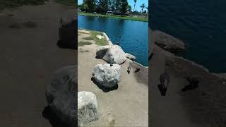 zollyloo is live! Duck Pond At Park