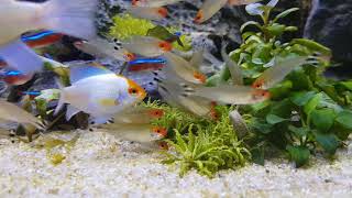 Fressrausch im Aquascape