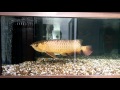 Kun Phan MG Arowana